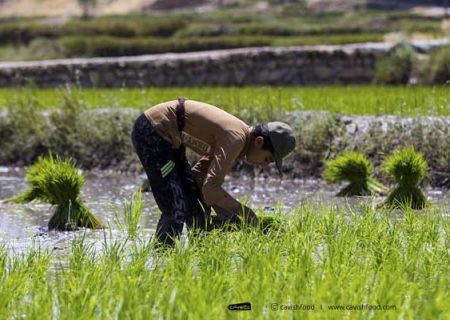 کاشت ۵۵۰۰ هکتار برنج خوش طعم کامفیروزی، در کامفیروز شمالی شهرستان مرودشت آغاز شد