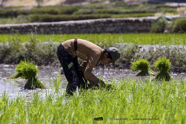 کاشت ۵۵۰۰ هکتار برنج خوش طعم کامفیروزی، در کامفیروز شمالی شهرستان مرودشت آغاز شد