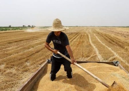 برداشت گندم در مرودشت، قطب تولید خوشه های طلایی به پایان رسید