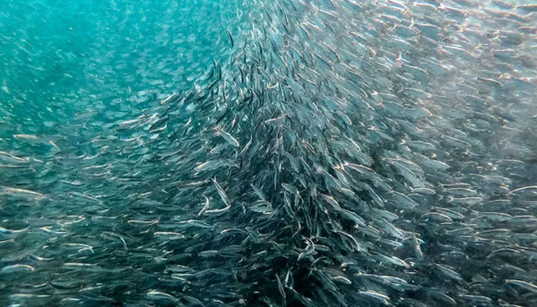 رهاسازی بیش از ۱۶ هزار قطعه بچه ماهی در دریاچه سد درودزن در مرودشت