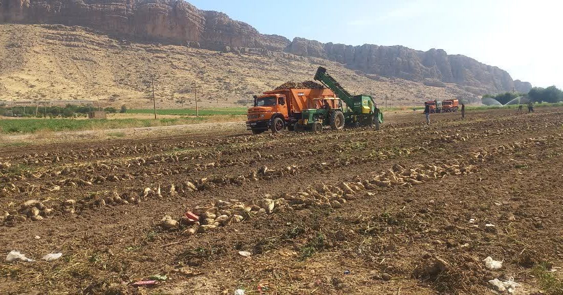 پایان برداشت چغندرقند پاییزه با تولید بیش از ۴۷ هزار تن از مزارع شهرستان ممسنی