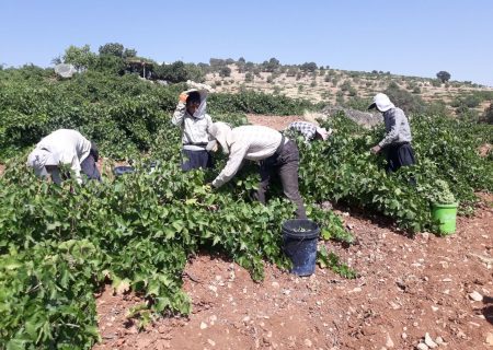 برداشت غوره در شهرستان ممسنی آغاز شد