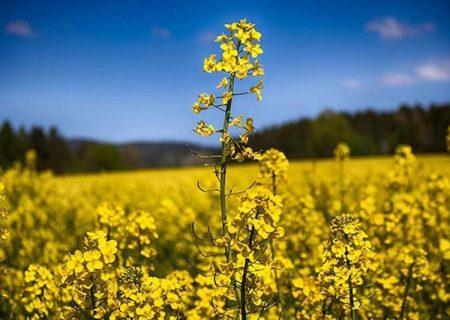 افزایش ۱۵ درصدی تولید کلزا در فارس