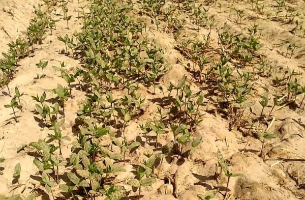 کشت صد هکتار ماش در زمین های کشاورزی شهرستان بمپور