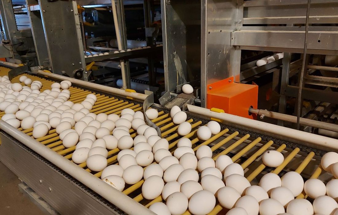 ظرفیت تولید تخم مرغ در سیستان و بلوچستان به ۱۱۵۲۰ تن رسید