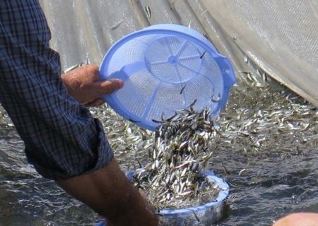 آغاز رهاسازی میلیون ها بچه ماهی گرمابی در منابع آبی آذربایجان غربی