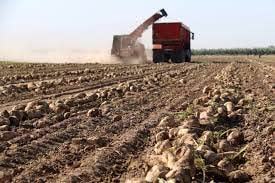 برداشت ۱۵۰۰۰ تن محصول چغندرقند از مزارع شهرستان کوار   