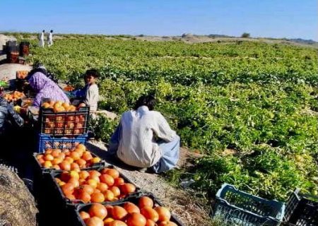 برداشت گوجه فرنگی ۶۰ هکتار از مزارع کشاورزی شهرستان فنوج