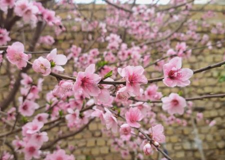 گزارش تصویری / شکوفه های بهاری در شیراز