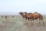 رونق پرورش شتر در میان عشایر سیستان و بلوچستان