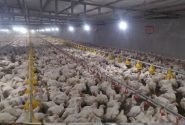 تولید افزون بر یکهزار تن گوشت مرغ در زاهدان