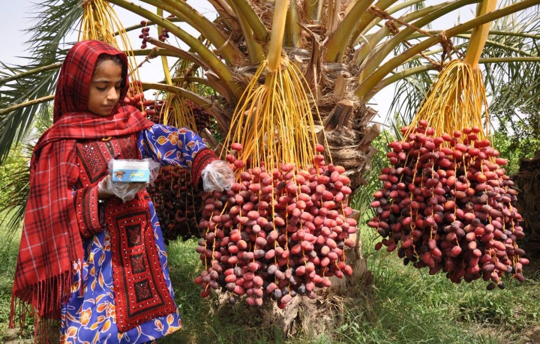 آغاز برداشت خرمای ۴ هزار هکتار از نخلستان های بارورشهرستان ایرانشهر