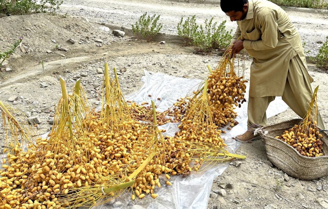 آغاز برداشت خرما از ۲۷۳۰ هکتار نخلستان بارور شهرستان سرباز