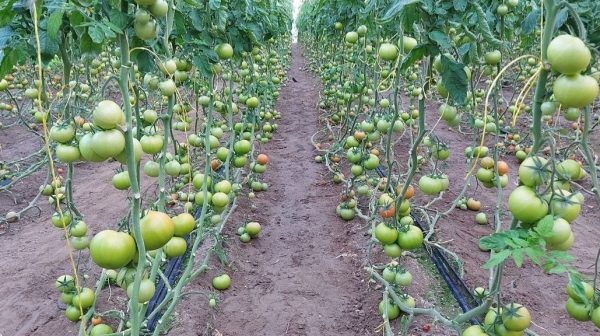 سرمایه‌گذاری ۱۱۰۰۰ میلیارد ریالی بخش خصوصی برای جهش در تولیدات بخش کشاورزی خاش