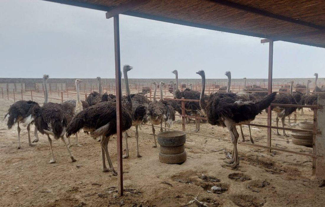 بزرگترین طرح پرورش شترمرغ توام سیستان وبلوچستان درهفته دولت به بهره‌برداری می‌رسد