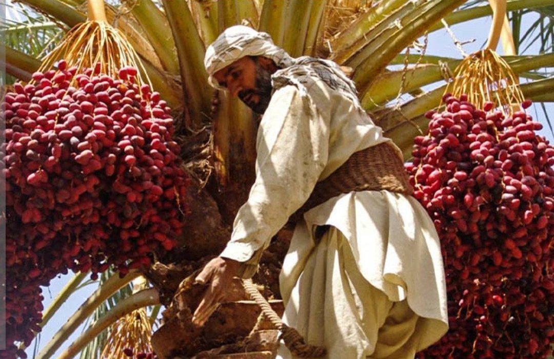 برداشت خرما در سیستان و بلوچستان از مرز ۵۰ هزار تن فراتر رفت