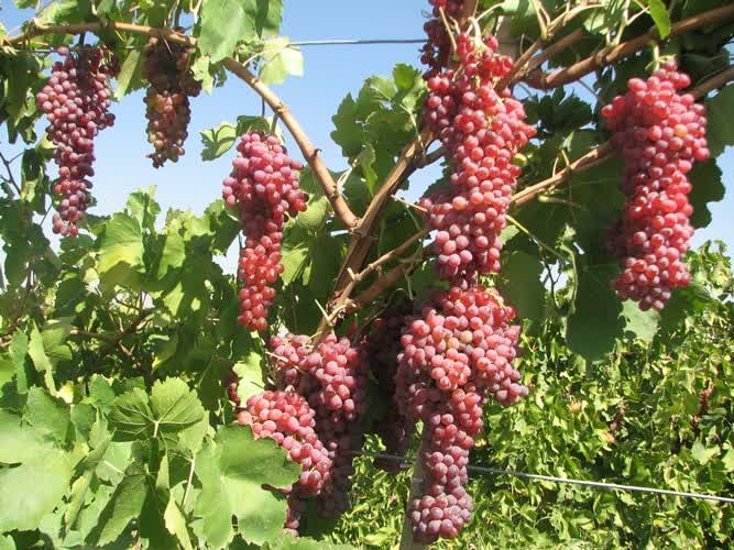 برداشت انگور از باغات آذربایجان غربی آغاز شد/ استان با ۱۹۰ هزارتن تولید در رتبه چهارم کشور قرار دارد