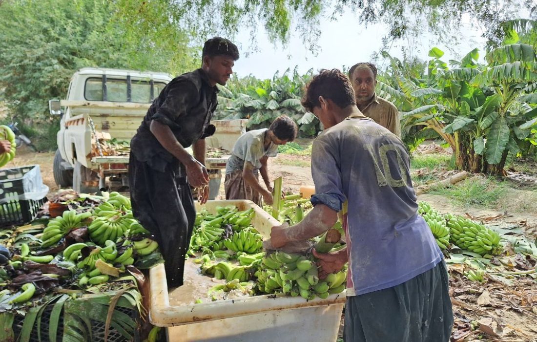 ۴۰۰ هکتار موزستان جدید در دشتیاری احداث شد