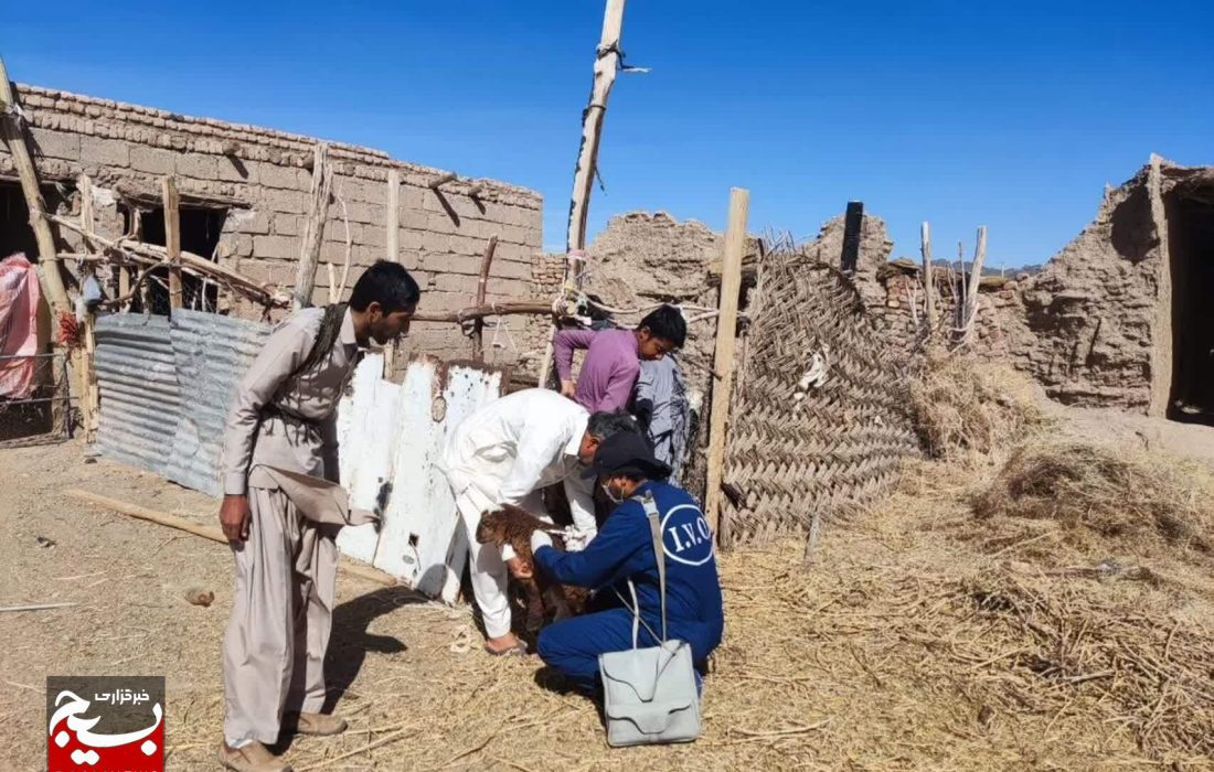 واکسیناسیون۱۵۰۰ راس دام  در مناطق روستایی و عشایری زاهدان