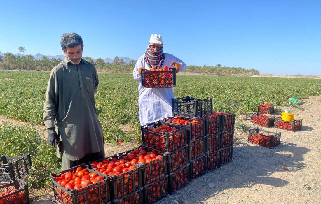 برداشت گوجه فرنگی ۴۰ هکتار از اراضی کشاورزی شهرستان فنوج