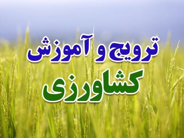 اجرای ۱۰۰۰ نفر روز آموزش مهارتی کشاورزی در شیراز